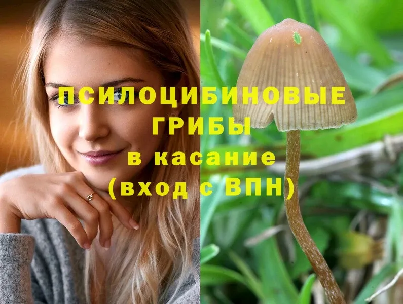 продажа наркотиков  Елизово  Псилоцибиновые грибы Psilocybine cubensis 